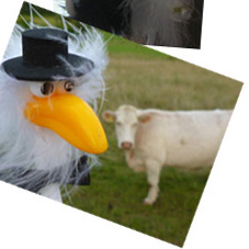 Alfred und die Kuh