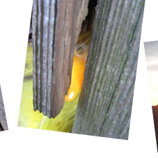 Fibo versteckt