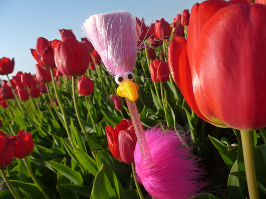 Floyd mit Tulpen