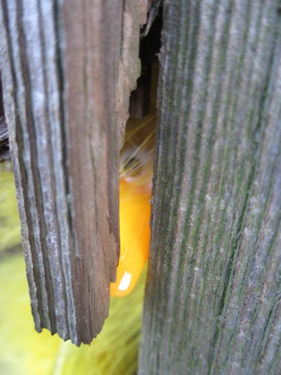 Fibo versteckt sich im Schuppen