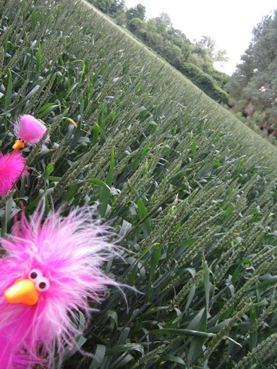 Fredda & Floyd im Feld