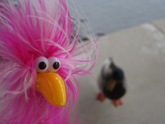 Fredda und die Ente