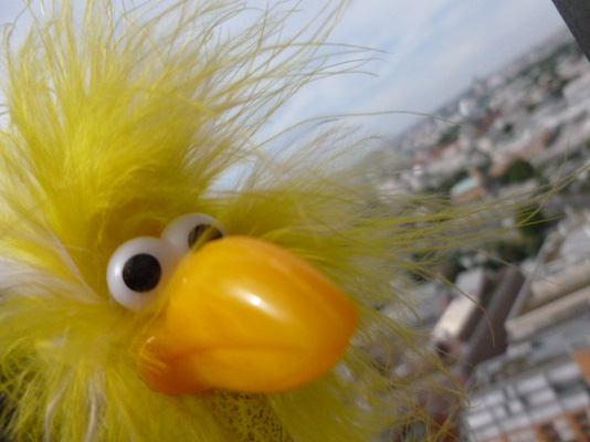 Fiffy und Berlin von oben